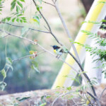 Purple-rumped Sunbird - सूर्यपक्षी, Photography done in Vasai-Virar