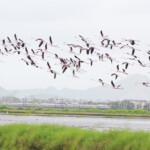 Lesser Flamingo - छोटा रोहित, Photography done in Vasai-Virar