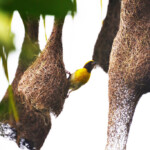 Baya Weaver - सुगरण, Photography done in Vasai-Virar Baya Weaver - सुगरण, Photography done in Vasai-Virar