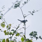 Pied Crested Cuckoo - चातक, Photography done in Vasai-Virar