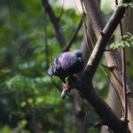 Rock Pigeon - कबूतर, Photography done in Vasai-Virar